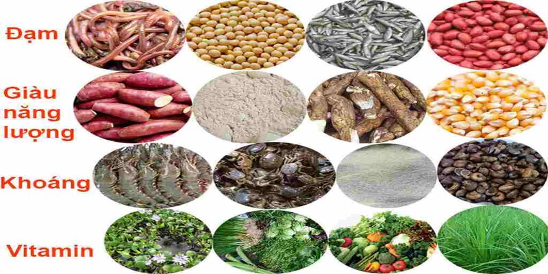 Một số thành phần chính và tác dụng của chúng trong chế độ thức ăn cho gà đá